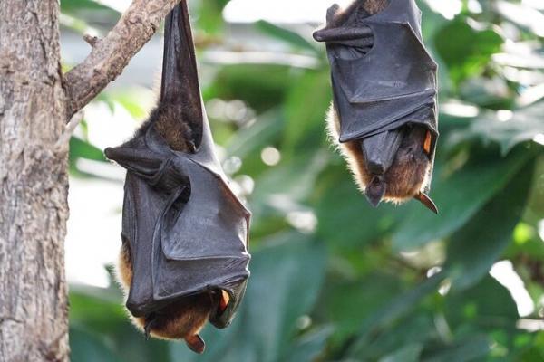 ابداع درمان های نو کووید، 19 با الهام از خفاش ها!