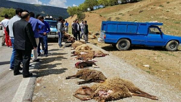 10 رأس گوسفند در ایذه بر اثر سانحه رانندگی تلف شدند