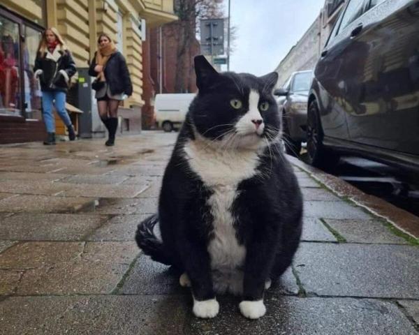 یک گربه خیابانی چاق جاذبه گردشگری لهستان است