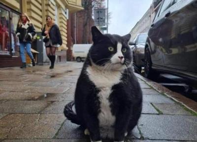یک گربه خیابانی چاق جاذبه گردشگری لهستان است