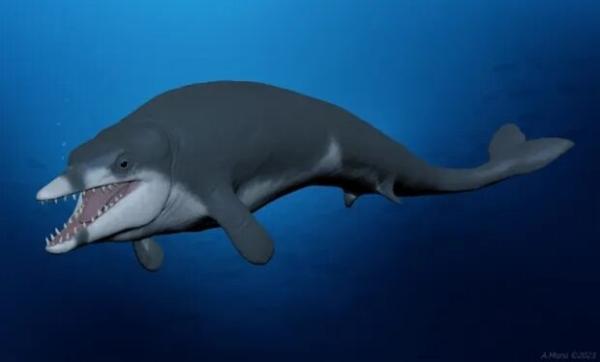 کشف حیرت انگیز فسیل یک نهنگ پادار در مصر!